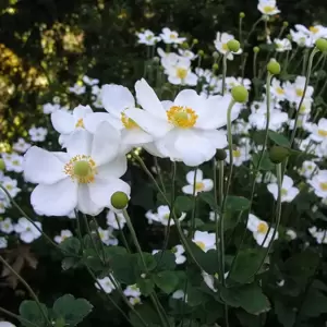 Anemone x hybrida 'Honorine Jobert' - Photo Credit Walters Gardens, Inc