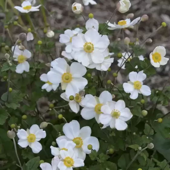 Anemone x hybrida 'Honorine Jobert' - Photo Credit Walters Gardens, Inc