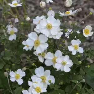 Anemone x hybrida 'Honorine Jobert' - Photo Credit Walters Gardens, Inc