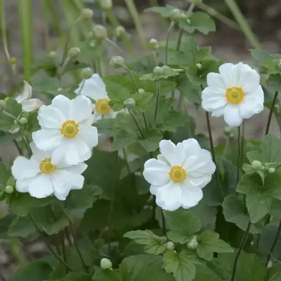 Anemone x hybrida 'Honorine Jobert' - Photo Credit Walters Gardens, Inc
