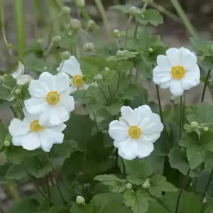 Anemone x hybrida 'Honorine Jobert' - Photo Credit Walters Gardens, Inc