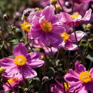 Anemone x hybrida 'Little Summer Breeze' 1L