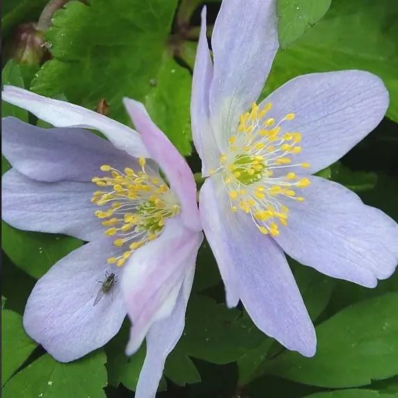 Image Credit: Blooms Plants