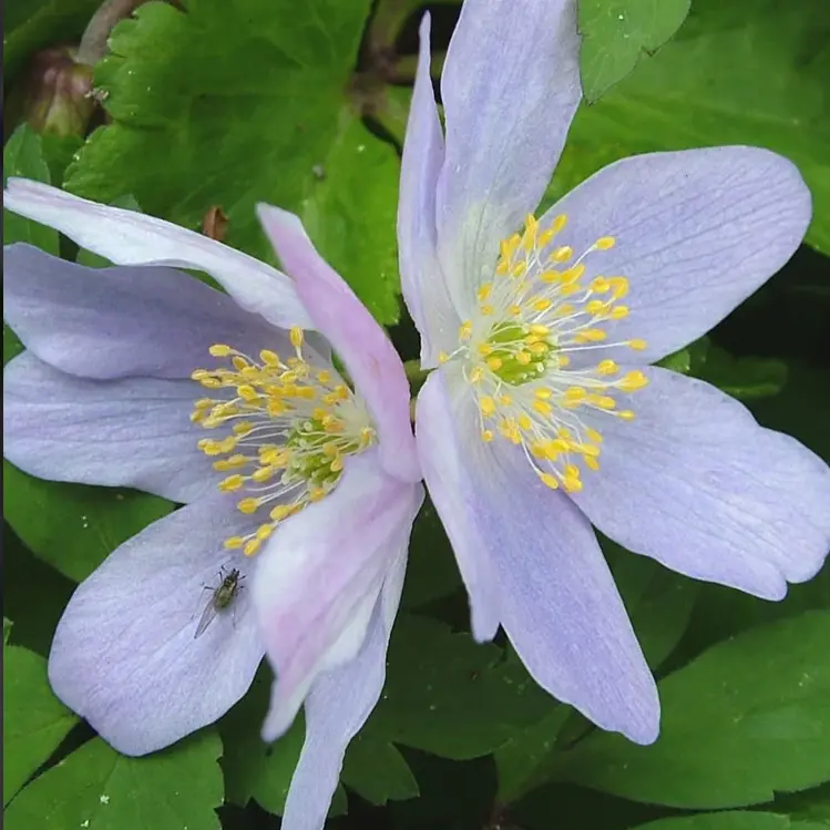 Anemone nemorosa 'Allenii' - Cowell's Garden Centre | Woolsington