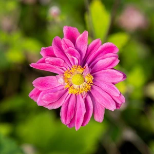 Anemone hupehensis 'Pamina'