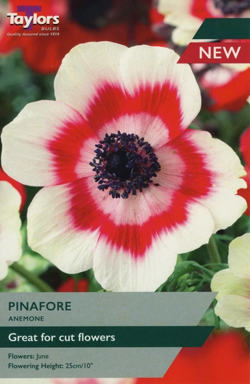 Anemone Pinafore