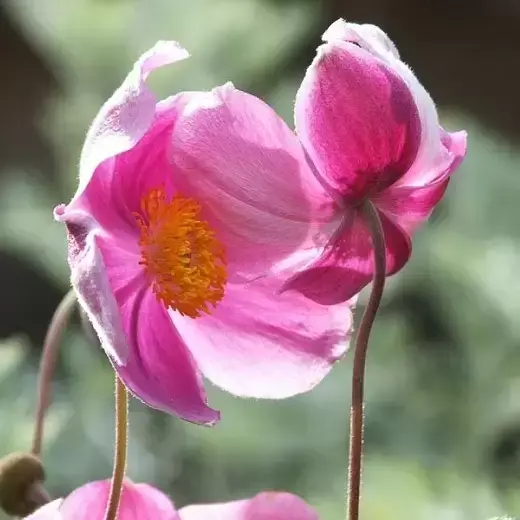 Anemone hupehensis 'Praecox' 2L - image 2