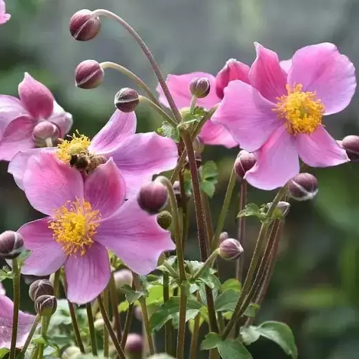 Anemone hupehensis 'Praecox' 2L - image 1