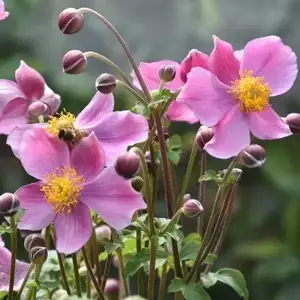 Anemone hupehensis 'Praecox' 2L - image 1