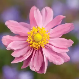 Anemone Pretty Lady Series 'Pretty Lady Emily'