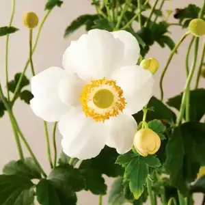 Anemone Pretty Lady Series 'Pretty Lady Maria' - image 1