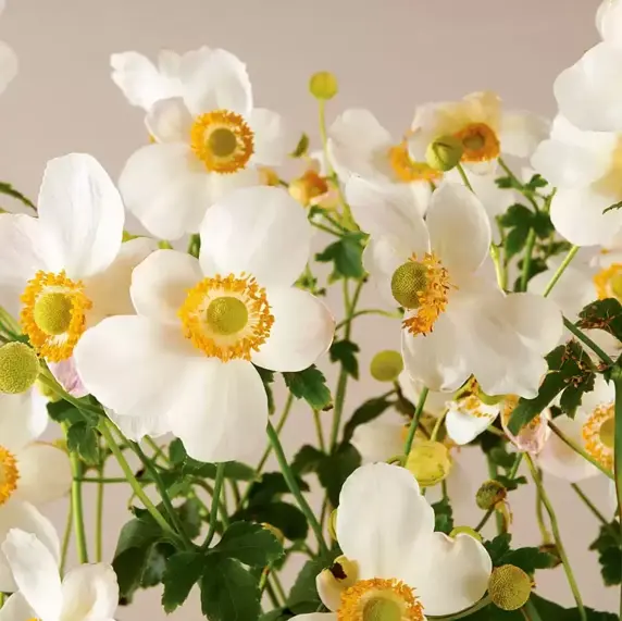 Anemone Pretty Lady Series 'Pretty Lady Maria' - image 2