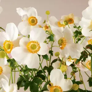 Anemone Pretty Lady Series 'Pretty Lady Maria' - image 2