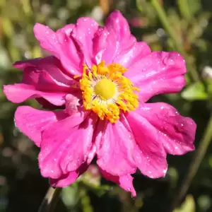 Anemone hupehensis var. japonica 'Prinz Heinrich' 11cm