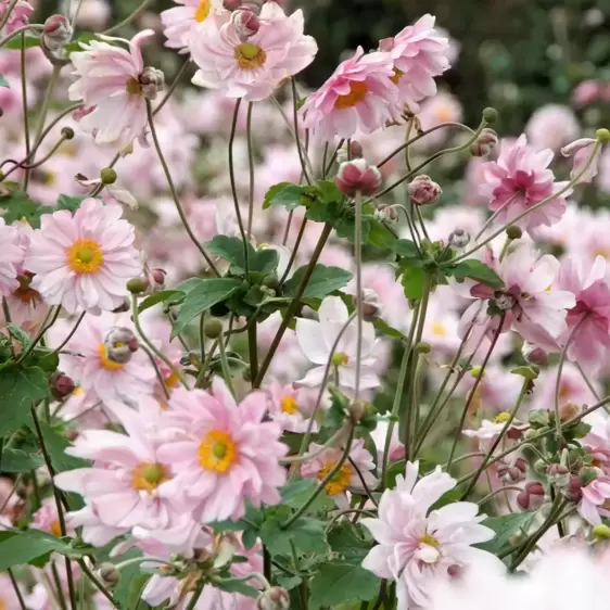 Anemone x hybrida 'Queen Charlotte' 3L