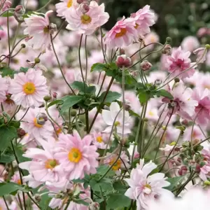Anemone x hybrida 'Queen Charlotte' 3L
