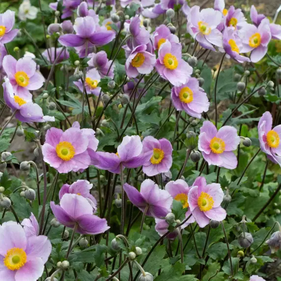 Picture Credit - Fairweathers Nursery