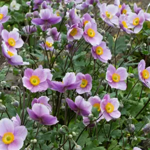 Picture Credit - Fairweathers Nursery