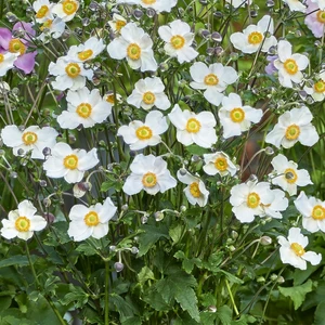 Anemone x hybrida 'Royal Blanco'