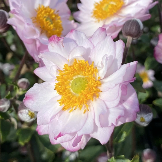 Anemone x hybrida 'Royal Candy'