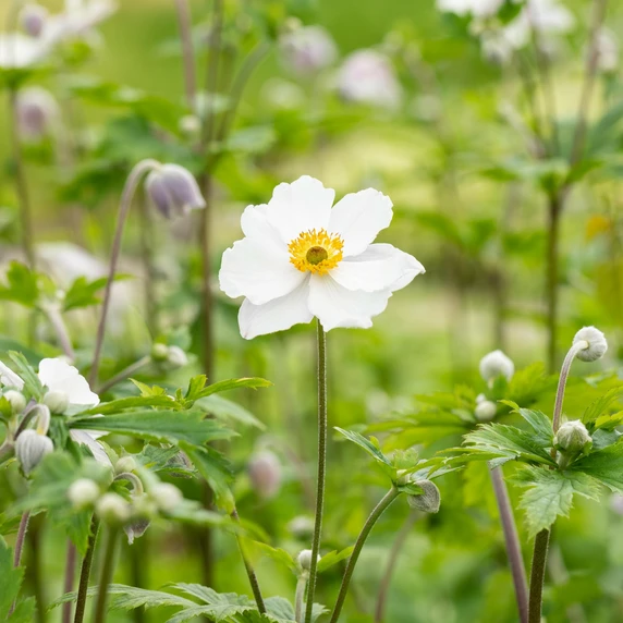 Anemone 'Ruffled Swan' 2L - image 2
