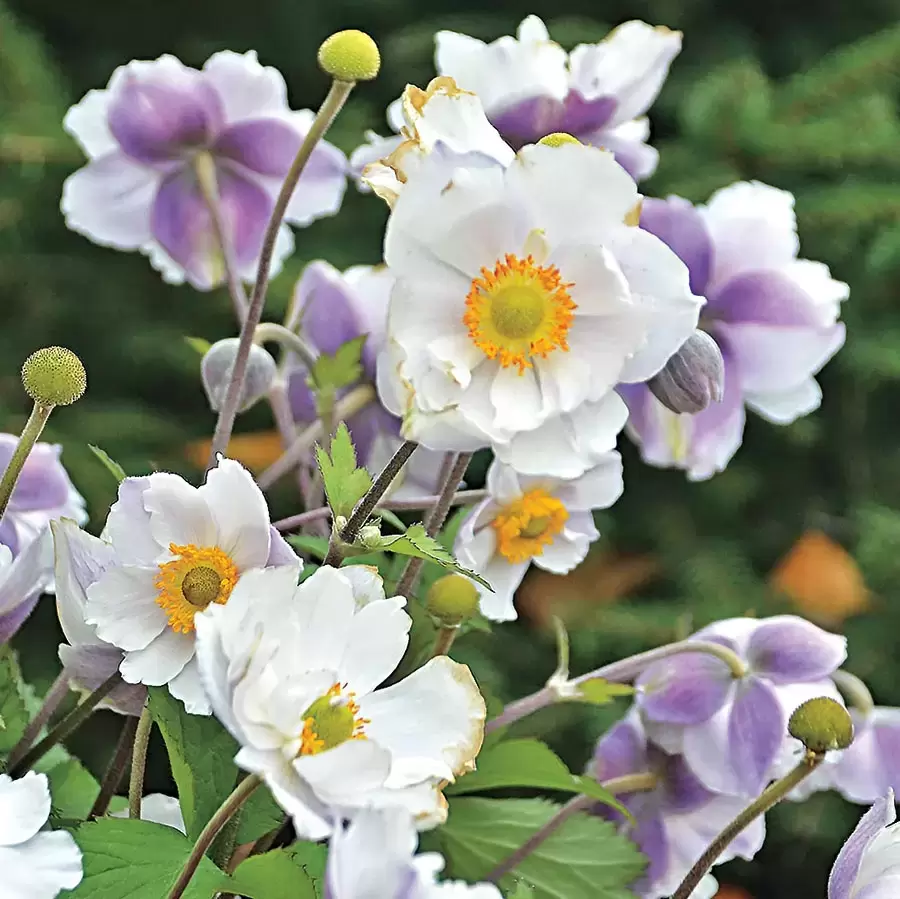 Anemone 'Ruffled Swan' 3L - Cowell's Garden Centre | Woolsington