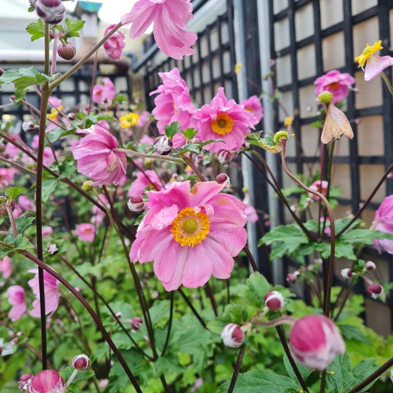 Anemone x hybrida 'Serenade' 1L