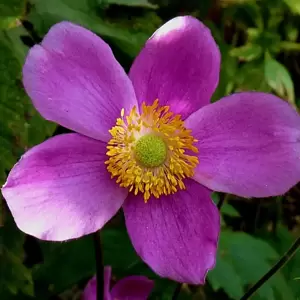 Anemone hupehensis var. japonica 'Splendens' 11cm