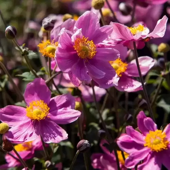 Anemone x hybrida 'Summer Breeze Bright Pink' 1L