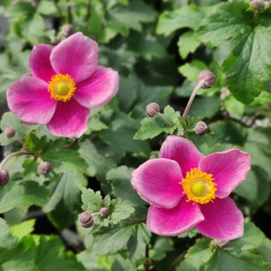 Anemone x hybrida 'Summer Breeze Picotee' 1L