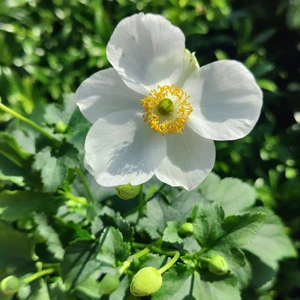 Anemone x hybrida 'Summer Breeze Snow' 1L