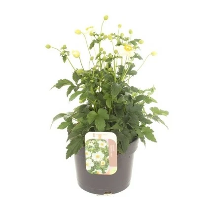 Anemone x hybrida 'Summer Breeze Snow' 1L