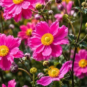Anemone x hybrida 'Summer Breeze Vibrant Pink'