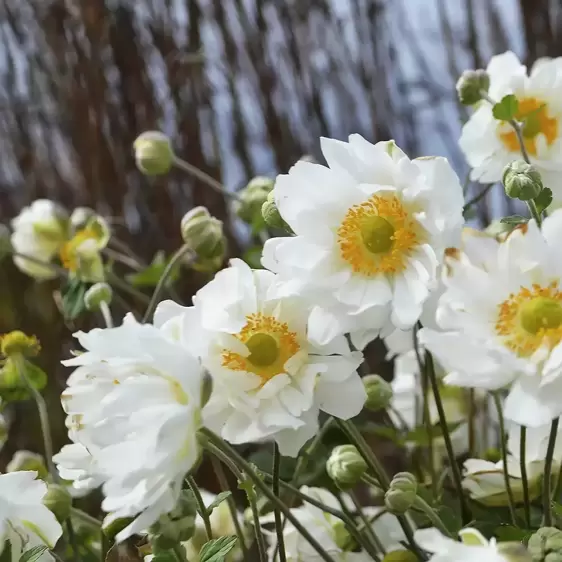 Anemone x hybrida 'Whirlwind' - Photo courtesy of Walters Gardens, Inc