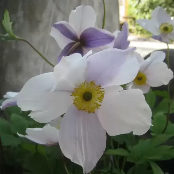 Anemone 'Wild Swan' 1L - image 1