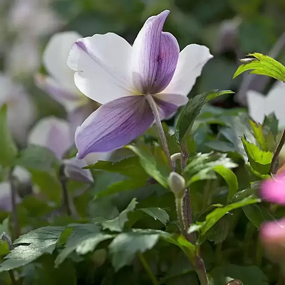 Anemone 'Wild Swan' 1L - image 2