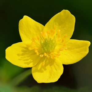 Anemonoides ranunculoides - image 2