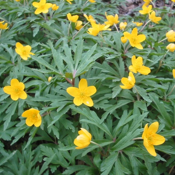 Picture Credit - John Jearrard