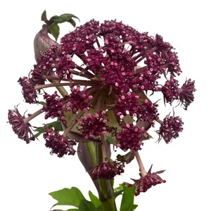 Angelica gigas 3L