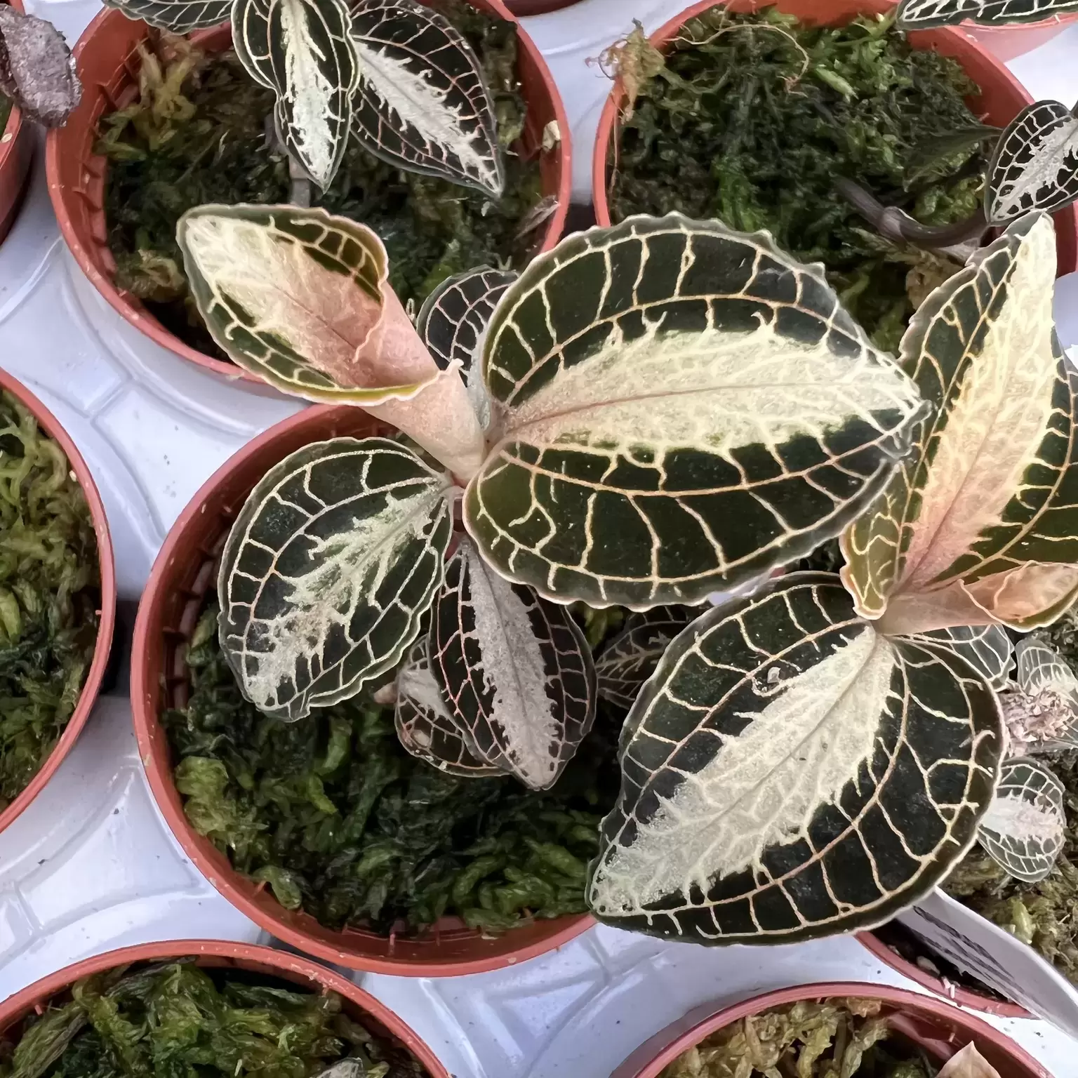 Anoectochilus on sale