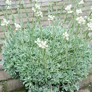 Antennaria dioica 'Alba' - image 2