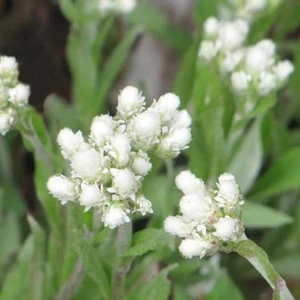 Antennaria dioica 'Alba' - image 1
