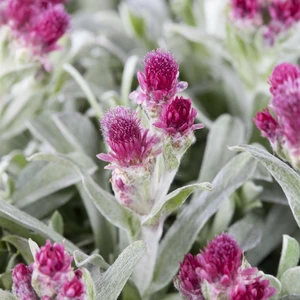 Antennaria dioica 'Alex Duguid'