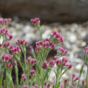 Picture - Kernock Park Plants