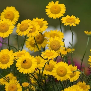 Anthemis tinctoria 'Kelwayii'