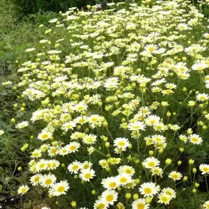 Anthemis tinctoria 'Lemon Ice' 1L