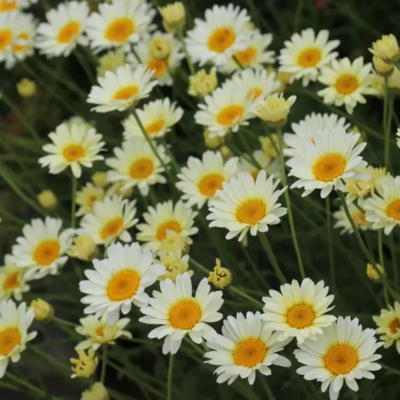 ©Farplants Sales Ltd