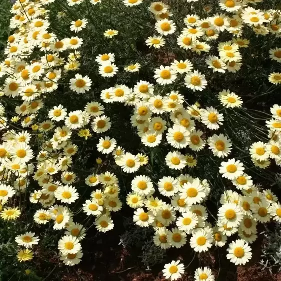 Anthemis tinctoria 'E.C. Buxton' 1L