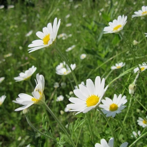 Anthemis 'White Carpet'