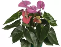 Anthurium